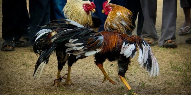 Hình thức đá gà cựa dao Hình thức đá gà cựa dao