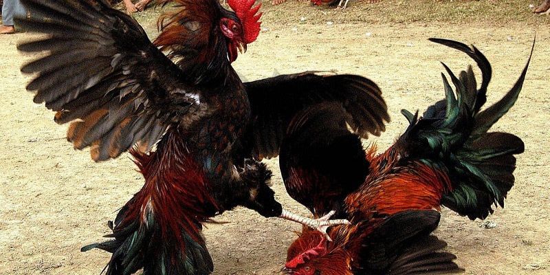 Hình thức đá gà cựa sắt mạnh mẽ Hình thức đá gà cựa sắt mạnh mẽ