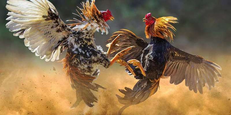 Đặc điểm nổi bật đá gà hồi mã thương cho tân binh Đặc điểm nổi bật đá gà hồi mã thương cho tân binh