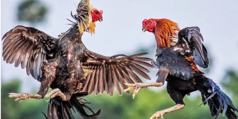 Sơ lược về đá gà 77win Sơ lược về đá gà 77win