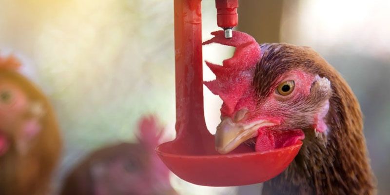 Cách huấn luyện chiến kê có thế đá gà xạ Cách huấn luyện chiến kê có thế đá gà xạ