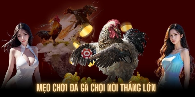 Bí kíp để tham gia đá gà chọi nòi luôn giành chiến thắng Bí kíp để tham gia đá gà chọi nòi luôn giành chiến thắng