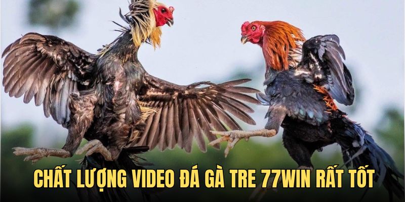 Chất lượng trận đấu siêu đỉnh trong dạng cược chọi gà tre Chất lượng trận đấu siêu đỉnh trong dạng cược chọi gà tre
