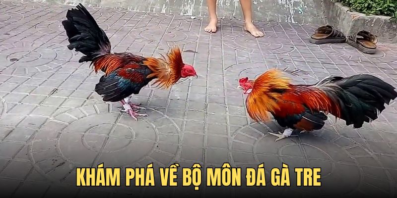 Đôi nét về dạng đá gà tre siêu hot Đôi nét về dạng đá gà tre siêu hot