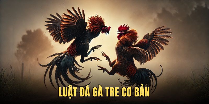 Luật chọi kê cơ bản hội viên cần biết Luật chọi kê cơ bản hội viên cần biết