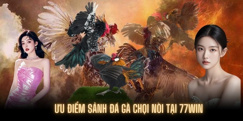Những điểm vượt trội mà đá gà chọi nòi mang lại cho khách hàng Những điểm vượt trội mà đá gà chọi nòi mang lại cho khách hàng